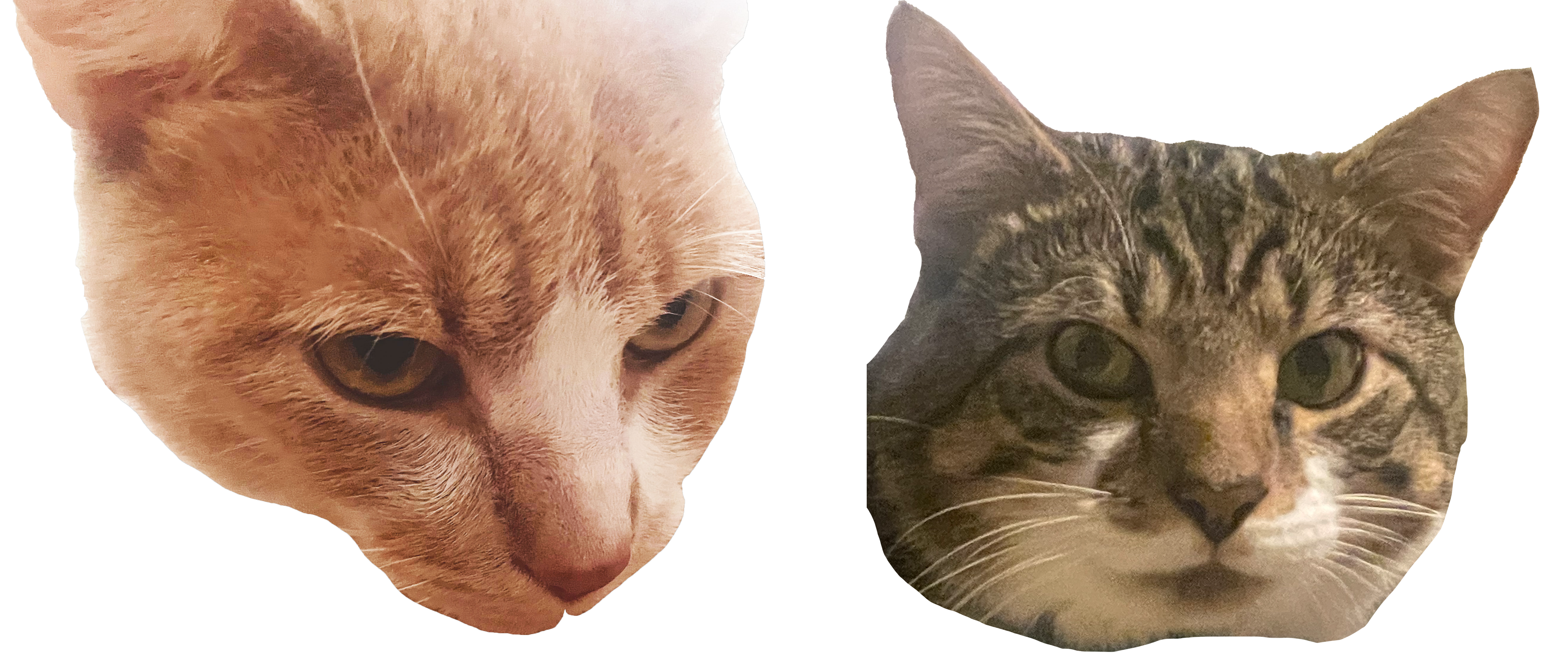 Photo Of My Pet Cat GingerBread and Qeumpa Face
